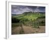 Vineyards and the Medivel Town of San Gimignano Delle Belle Torri, Tuscany, Italy-Patrick Dieudonne-Framed Photographic Print