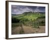 Vineyards and the Medivel Town of San Gimignano Delle Belle Torri, Tuscany, Italy-Patrick Dieudonne-Framed Photographic Print