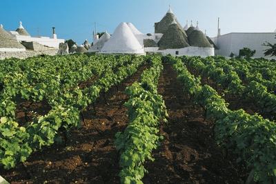 https://imgc.allpostersimages.com/img/posters/vineyards-and-trulli-small-round-houses-of-stone-with-a-conical-roof-in-locorotondo_u-L-PV17GO0.jpg?artPerspective=n