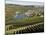 Vineyards and Village of Machtum, Mosel Valley, Luxembourg, Europe-Hans Peter Merten-Mounted Photographic Print