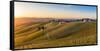 Vineyards at Barbaresco, Piedmont, Italy, Europe-Alexandre Rotenberg-Framed Stretched Canvas