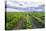 Vineyards at Bodega La Azul, a Wine Region in Mendoza Province, Argentina-Matthew Williams-Ellis-Stretched Canvas