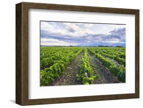 Vineyards at Bodega La Azul, a Wine Region in Mendoza Province, Argentina-Matthew Williams-Ellis-Framed Photographic Print