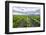 Vineyards at Bodega La Azul, a Wine Region in Mendoza Province, Argentina-Matthew Williams-Ellis-Framed Photographic Print