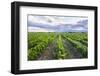 Vineyards at Bodega La Azul, a Wine Region in Mendoza Province, Argentina-Matthew Williams-Ellis-Framed Photographic Print