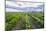 Vineyards at Bodega La Azul, a Wine Region in Mendoza Province, Argentina-Matthew Williams-Ellis-Mounted Photographic Print