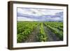 Vineyards at Bodega La Azul, a Wine Region in Mendoza Province, Argentina-Matthew Williams-Ellis-Framed Photographic Print