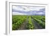 Vineyards at Bodega La Azul, a Wine Region in Mendoza Province, Argentina-Matthew Williams-Ellis-Framed Photographic Print