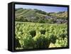 Vineyards at Bue, Near Sancerre, Loire Centre, France-Michael Busselle-Framed Stretched Canvas