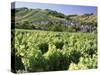 Vineyards at Bue, Near Sancerre, Loire Centre, France-Michael Busselle-Stretched Canvas