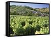 Vineyards at Bue, Near Sancerre, Loire Centre, France-Michael Busselle-Framed Stretched Canvas