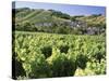 Vineyards at Bue, Near Sancerre, Loire Centre, France-Michael Busselle-Stretched Canvas