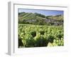 Vineyards at Bue, Near Sancerre, Loire Centre, France-Michael Busselle-Framed Photographic Print