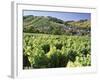 Vineyards at Bue, Near Sancerre, Loire Centre, France-Michael Busselle-Framed Photographic Print