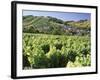 Vineyards at Bue, Near Sancerre, Loire Centre, France-Michael Busselle-Framed Photographic Print