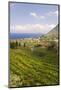 Vineyards at Malfa-Guido Cozzi-Mounted Photographic Print