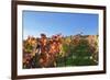 Vineyards at Michaelsberg Mountain with Michaelskirche Church-Markus-Framed Photographic Print