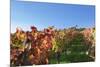 Vineyards at Michaelsberg Mountain with Michaelskirche Church-Markus-Mounted Photographic Print