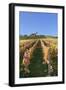 Vineyards at Michaelsberg Mountain with Michaelskirche Church-Markus-Framed Photographic Print