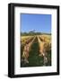 Vineyards at Michaelsberg Mountain with Michaelskirche Church-Markus-Framed Photographic Print