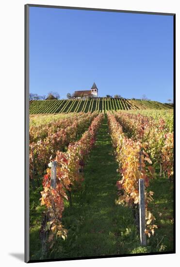 Vineyards at Michaelsberg Mountain with Michaelskirche Church-Markus-Mounted Photographic Print