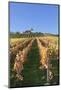 Vineyards at Michaelsberg Mountain with Michaelskirche Church-Markus-Mounted Photographic Print