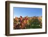 Vineyards at Michaelsberg Mountain with Michaelskirche Church-Markus-Framed Photographic Print
