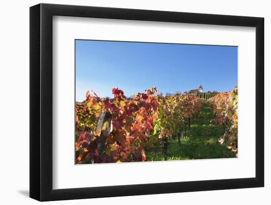 Vineyards at Michaelsberg Mountain with Michaelskirche Church-Markus-Framed Photographic Print