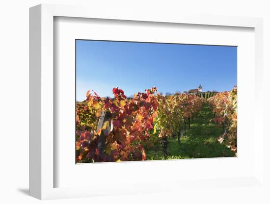 Vineyards at Michaelsberg Mountain with Michaelskirche Church-Markus-Framed Photographic Print