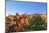 Vineyards at Michaelsberg Mountain with Michaelskirche Church-Markus-Mounted Photographic Print