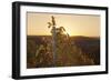 Vineyards at Sundown in Autumn, Baden Wurttemberg, Germany-Markus Lange-Framed Photographic Print