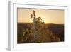 Vineyards at Sundown in Autumn, Baden Wurttemberg, Germany-Markus Lange-Framed Photographic Print