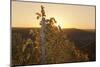 Vineyards at Sundown in Autumn, Baden Wurttemberg, Germany-Markus Lange-Mounted Photographic Print