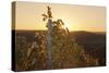 Vineyards at Sundown in Autumn, Baden Wurttemberg, Germany-Markus Lange-Stretched Canvas