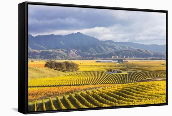 Vineyards at Sunrise, Blenheim, Marlborough, South Island, New Zealand-Matteo Colombo-Framed Stretched Canvas