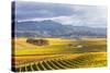 Vineyards at Sunrise, Blenheim, Marlborough, South Island, New Zealand-Matteo Colombo-Stretched Canvas