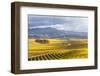 Vineyards at Sunrise, Blenheim, Marlborough, South Island, New Zealand-Matteo Colombo-Framed Photographic Print