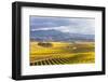 Vineyards at Sunrise, Blenheim, Marlborough, South Island, New Zealand-Matteo Colombo-Framed Photographic Print