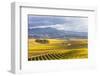 Vineyards at Sunrise, Blenheim, Marlborough, South Island, New Zealand-Matteo Colombo-Framed Photographic Print