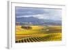 Vineyards at Sunrise, Blenheim, Marlborough, South Island, New Zealand-Matteo Colombo-Framed Photographic Print