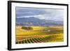 Vineyards at Sunrise, Blenheim, Marlborough, South Island, New Zealand-Matteo Colombo-Framed Photographic Print