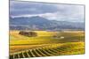 Vineyards at Sunrise, Blenheim, Marlborough, South Island, New Zealand-Matteo Colombo-Mounted Photographic Print