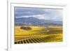 Vineyards at Sunrise, Blenheim, Marlborough, South Island, New Zealand-Matteo Colombo-Framed Photographic Print