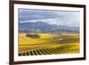 Vineyards at Sunrise, Blenheim, Marlborough, South Island, New Zealand-Matteo Colombo-Framed Photographic Print