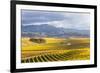 Vineyards at Sunrise, Blenheim, Marlborough, South Island, New Zealand-Matteo Colombo-Framed Photographic Print