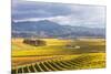 Vineyards at Sunrise, Blenheim, Marlborough, South Island, New Zealand-Matteo Colombo-Mounted Photographic Print