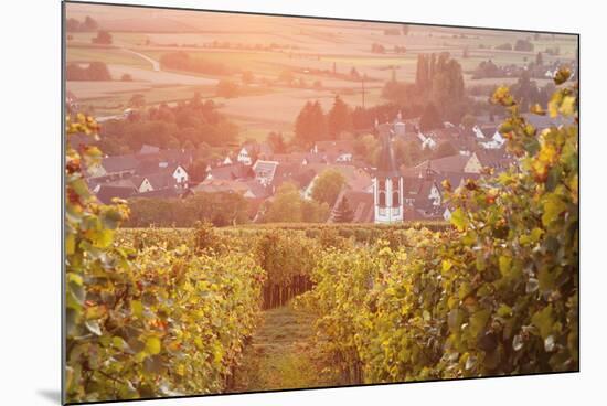 Vineyards at Sunset-Markus-Mounted Photographic Print