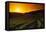 Vineyards at Sunset-Charles O'Rear-Framed Stretched Canvas