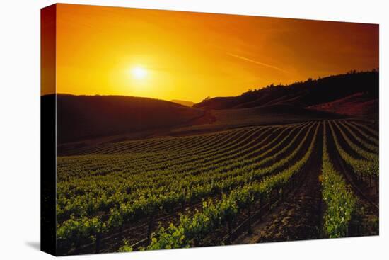 Vineyards at Sunset-Charles O'Rear-Stretched Canvas