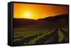 Vineyards at Sunset-Charles O'Rear-Framed Stretched Canvas